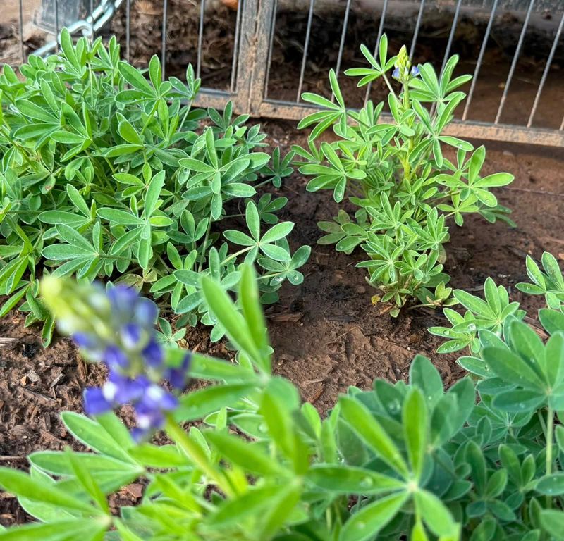 Give The Seeds Time To Establish