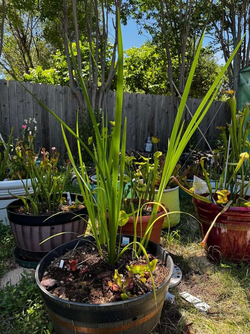 Give The Soil A Low Nitrogen Snack