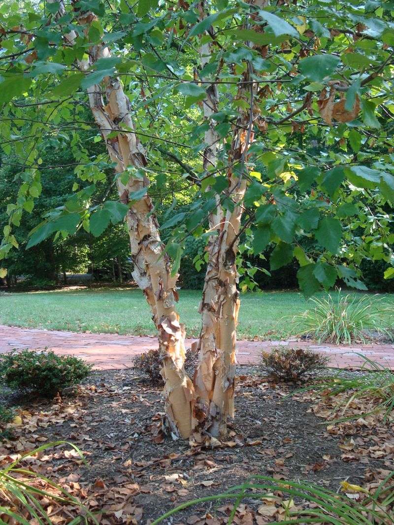 Give The Tree Enough Room To Grow