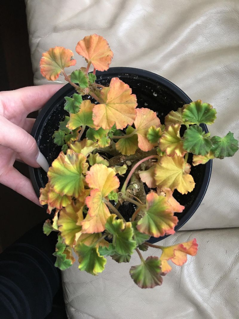 Give Them A Bright Indoor Location