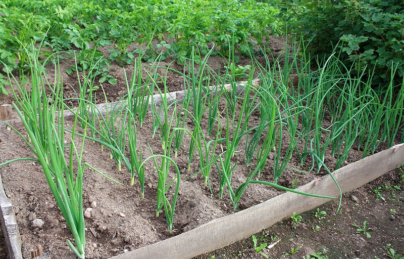 Give Them Well-Drained Soil