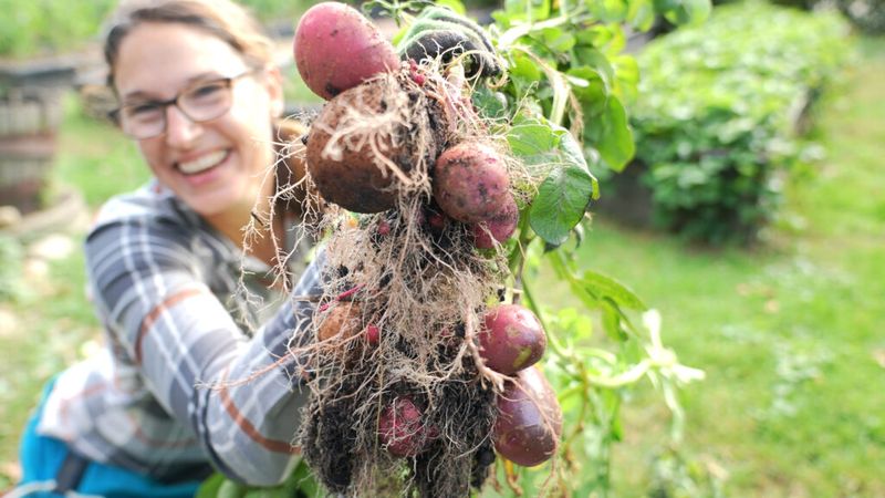 Give Thin-Skinned Potatoes Different Treatment Give Thin-Skinned Potatoes Different Treatment