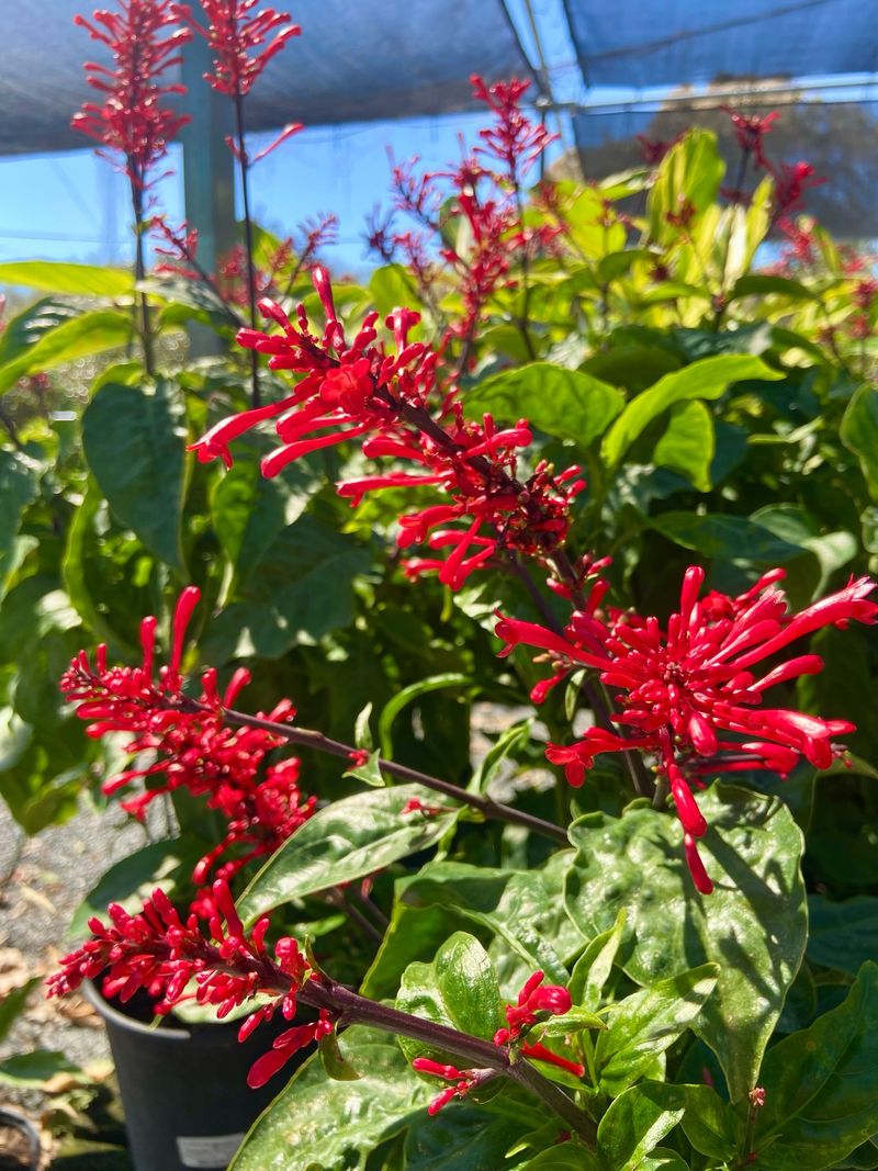 Give This Florida Shrub Room To Spread