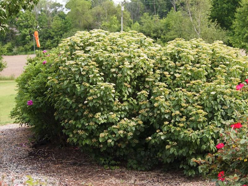 Give This Native Shrub Room To Expand