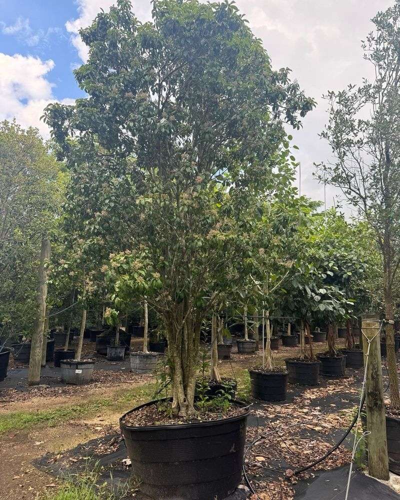 Give This Slow-Growing Shrub Room To Fill Out
