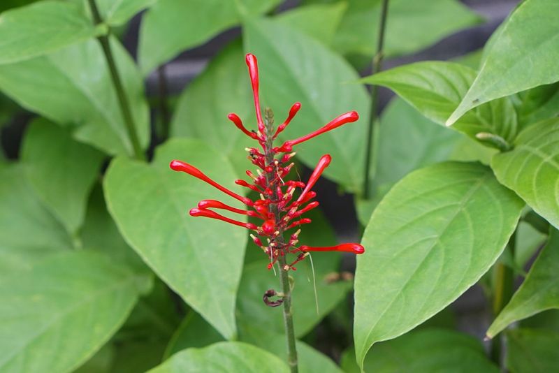 Give This Tropical Perennial Room To Fill Out