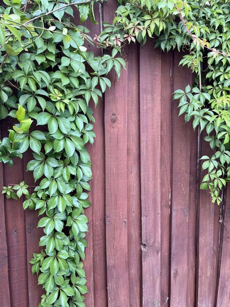 Give Virginia Creeper The Right Growing Conditions Give Virginia Creeper The Right Growing Conditions