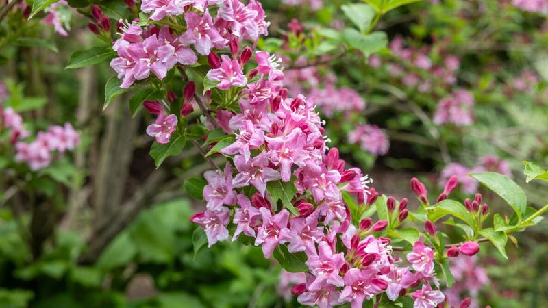 Give Weigela Its Trim After Flowering Give Weigela Its Trim After Flowering