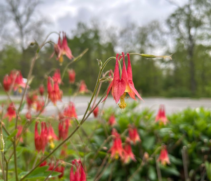 Give Wild Columbine The Right Growing Conditions