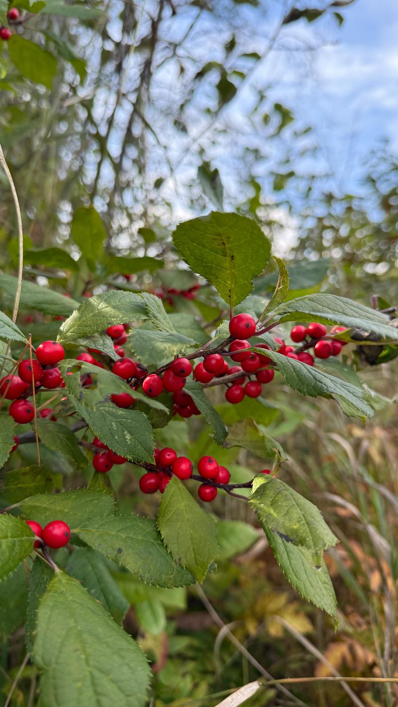Give Winterberry Holly The Right Growing Conditions