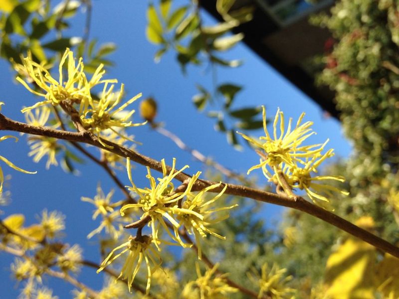 Give Witch Hazel The Right Growing Conditions