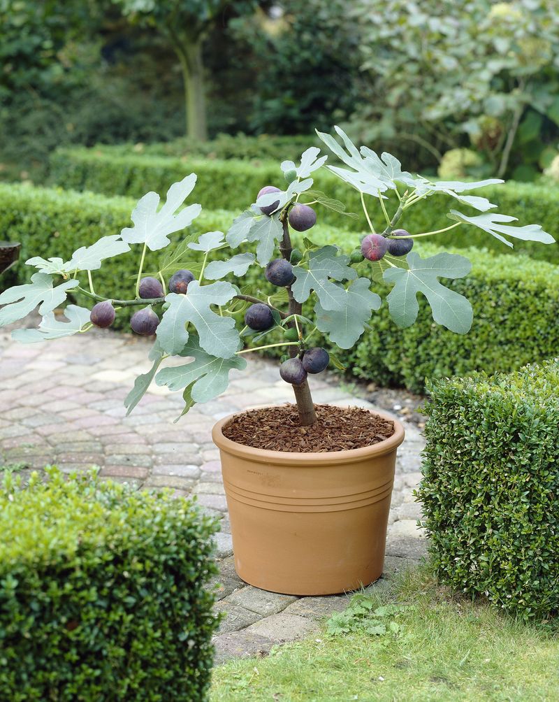 Give Young And Container Figs Extra Protection Give Young And Container Figs Extra Protection