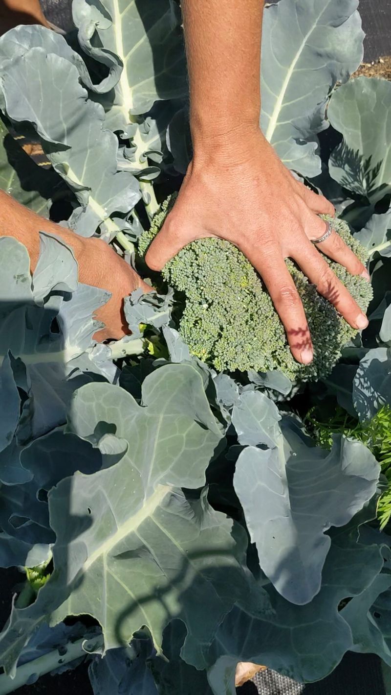 Give Young Brassicas Afternoon Shade Give Young Brassicas Afternoon Shade