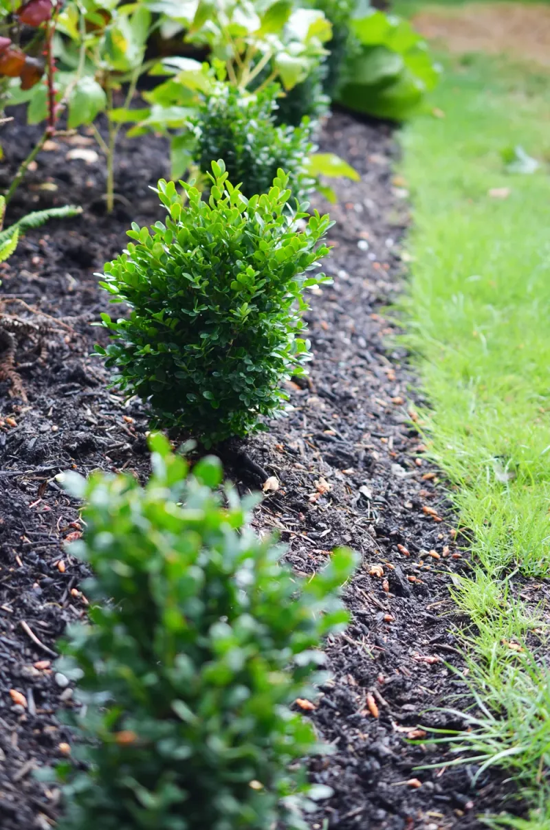 Give Your Boxwoods Room To Breathe