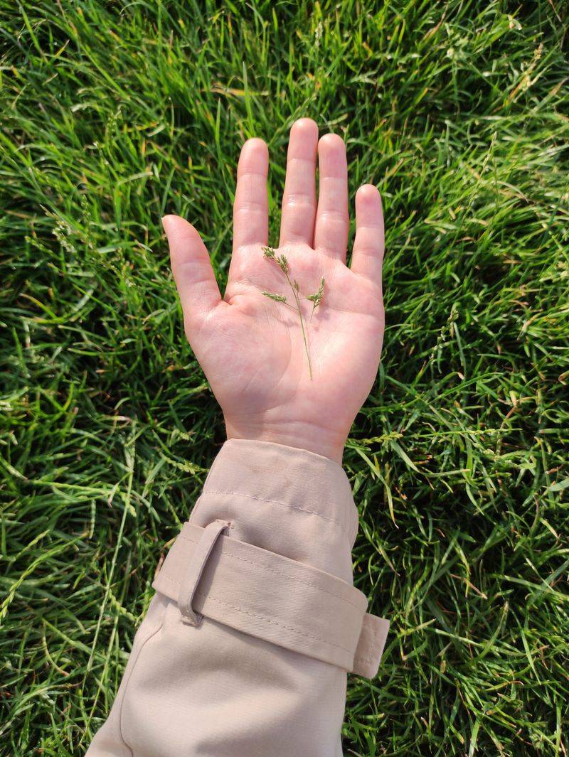 Give Your Fescue Lawn A September Reset Give Your Fescue Lawn A September Reset