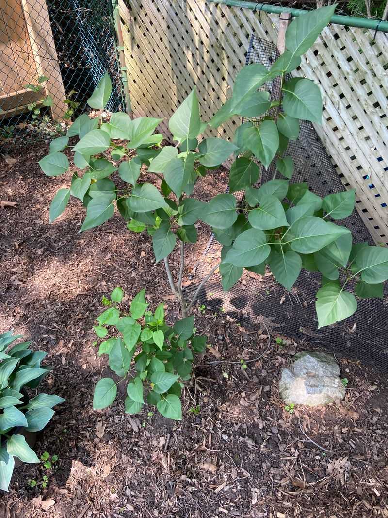 Give Your Lilac Enough Sunlight For Better Flower Production