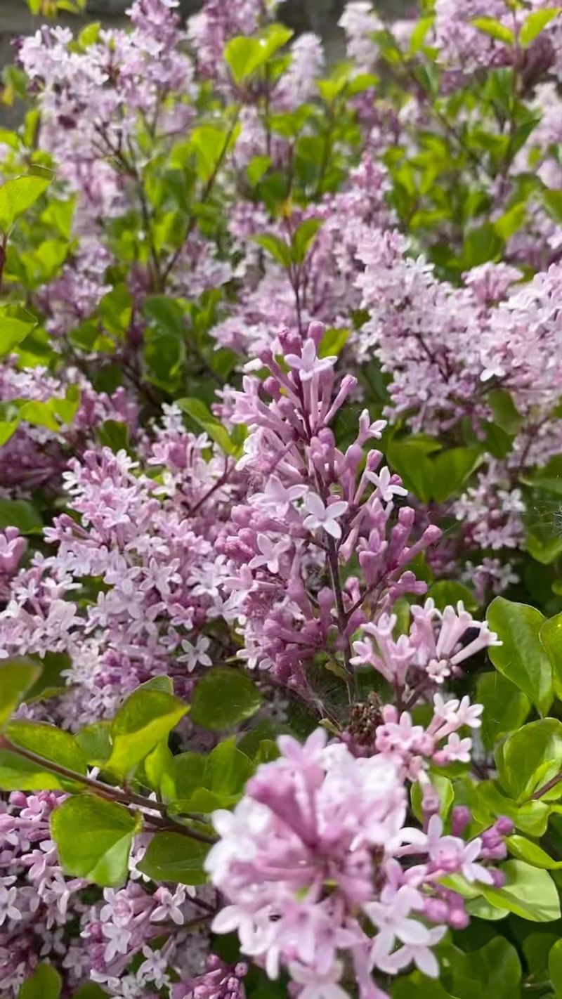 Give Your Lilac One Deep Soaking Before October Give Your Lilac One Deep Soaking Before October