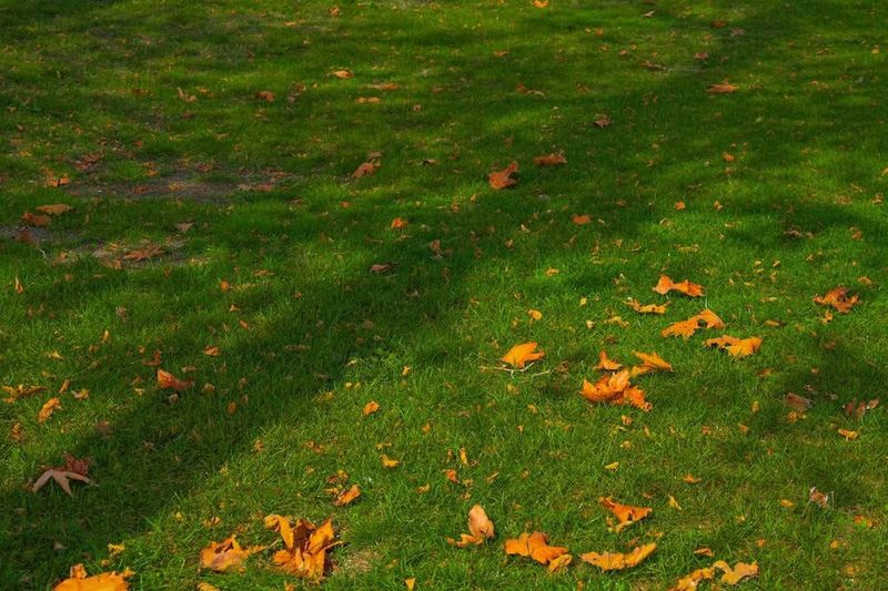 Give Your Tired Cool-Season Lawn A Fresh Start Give Your Tired Cool-Season Lawn A Fresh Start
