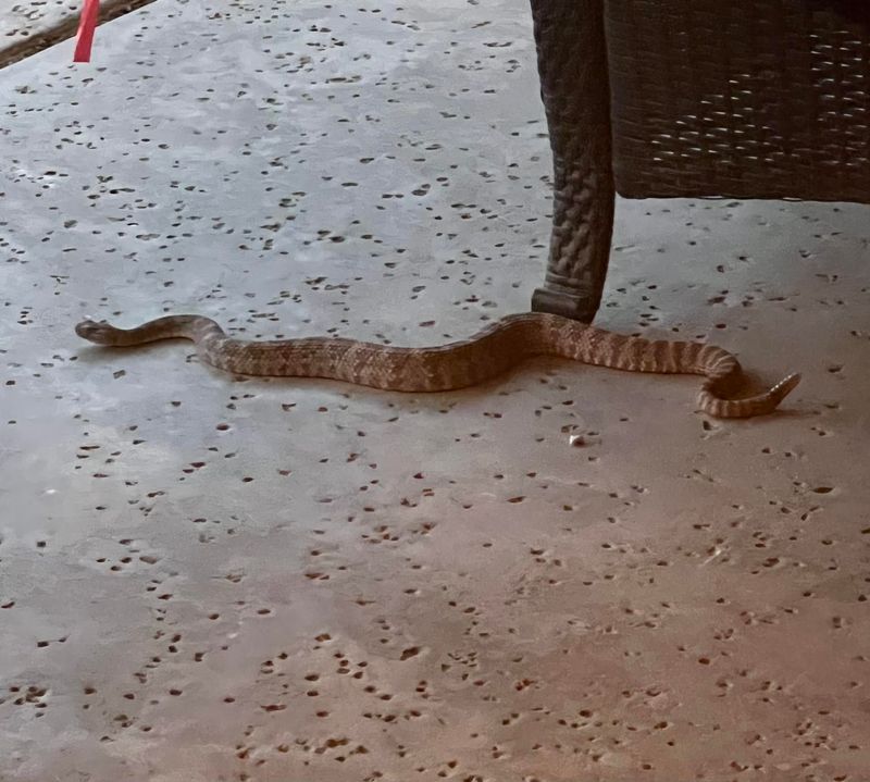 Give any snake room to leave Give any snake room to leave