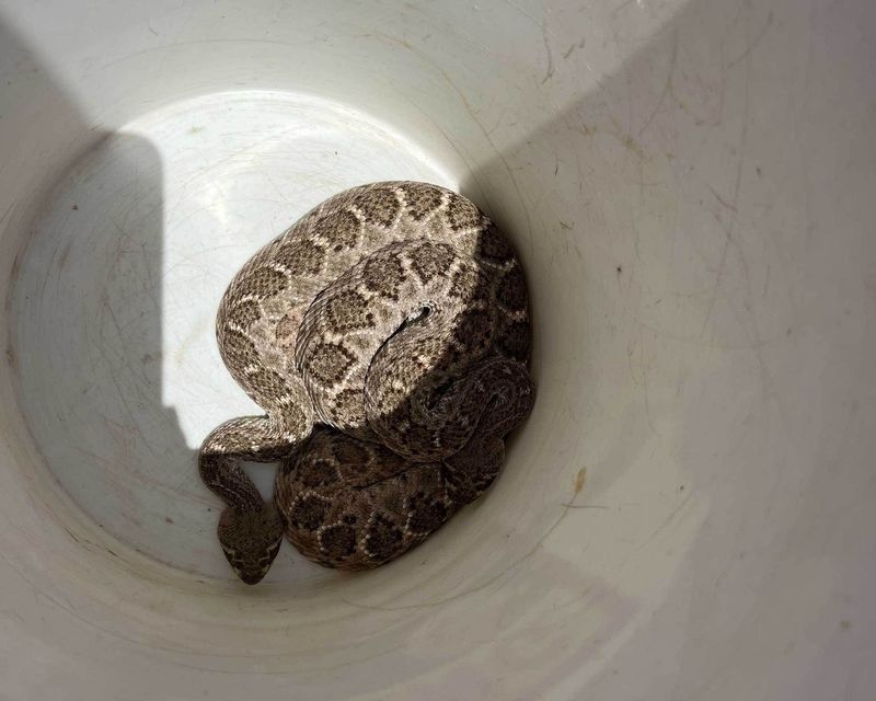 Give any snake space and get help when needed
