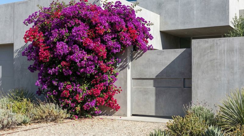 Give it room or choose another planting