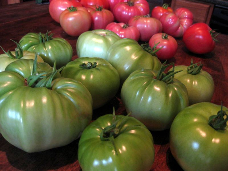 Give sound fruit a cool indoor place to ripen Give sound fruit a cool indoor place to ripen