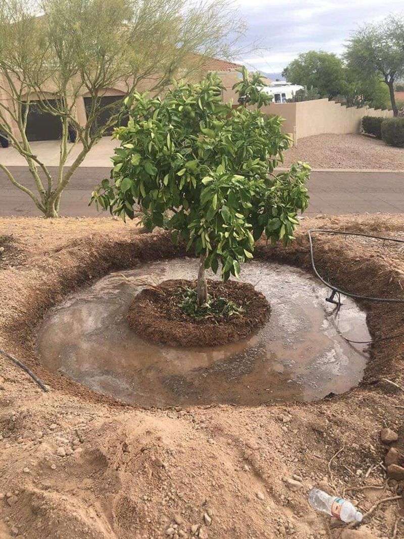 Give the Roots Drainage Before Rich Soil
