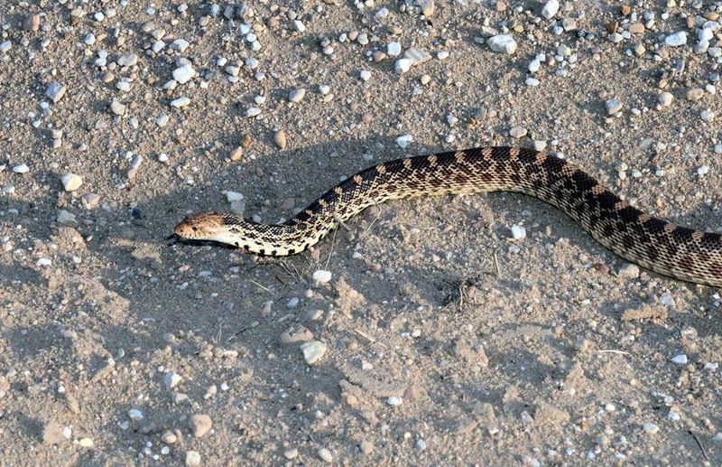 Give the Snake Space and Keep People Away