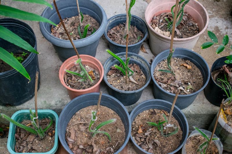 Give the cutting drainage instead of a bottle of standing water
