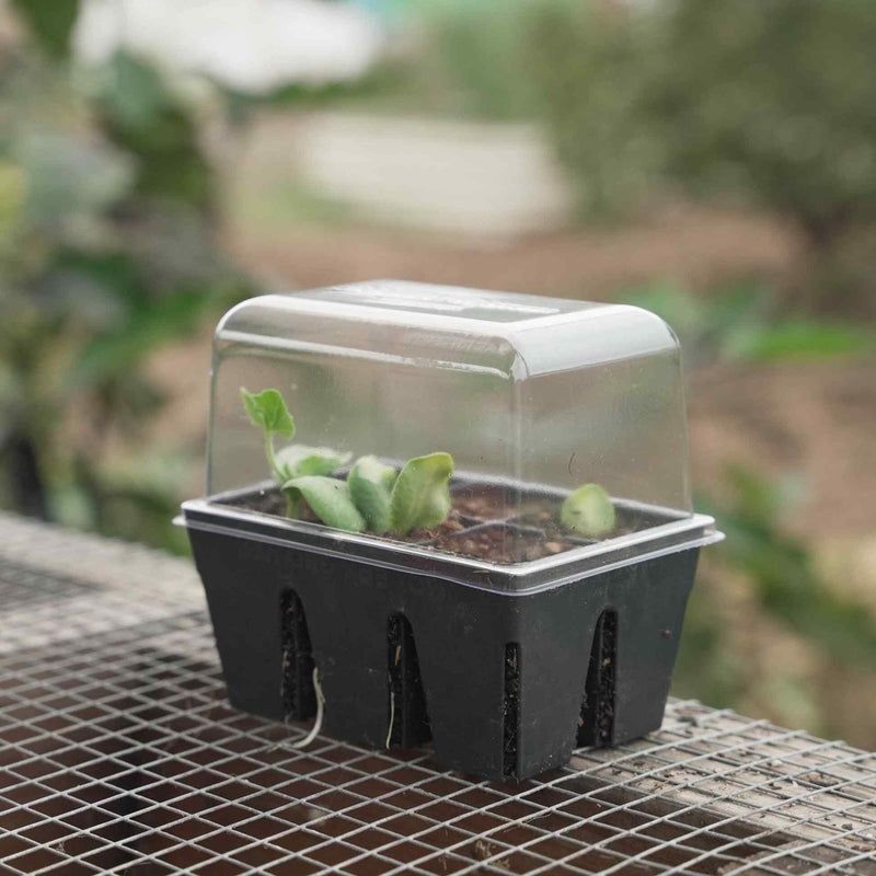 Give the cutting the humidity and medium that guava propagation requires