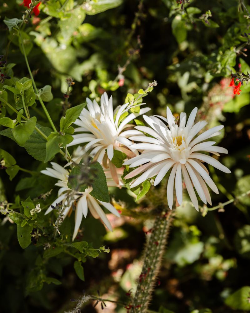 Give the hidden cactus the microclimate it expects