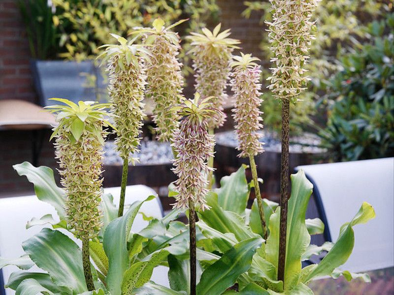 Give the pineapple lily a dry bed and a chance to surprise you