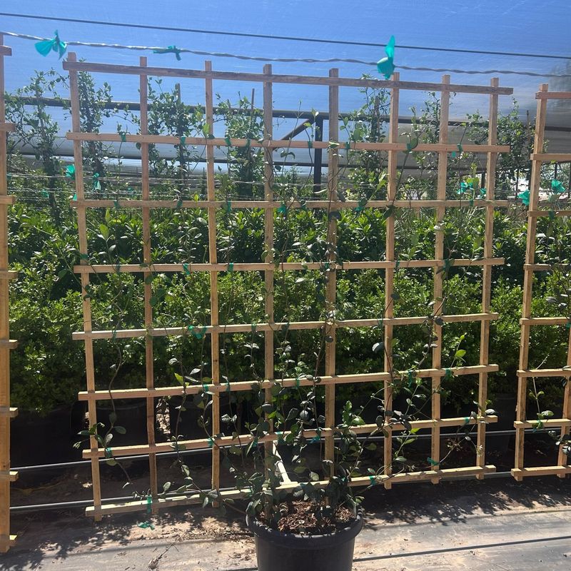 Give the twining stems a support they can actually use