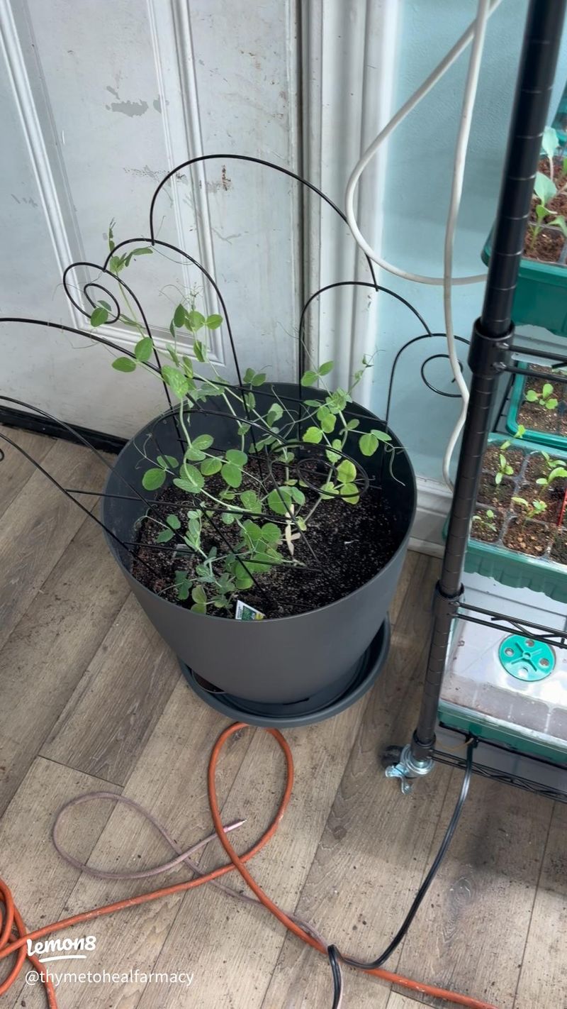Give the vines light without overheating the bucket Give the vines light without overheating the bucket