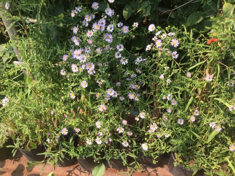 Give this vigorous native room to spread