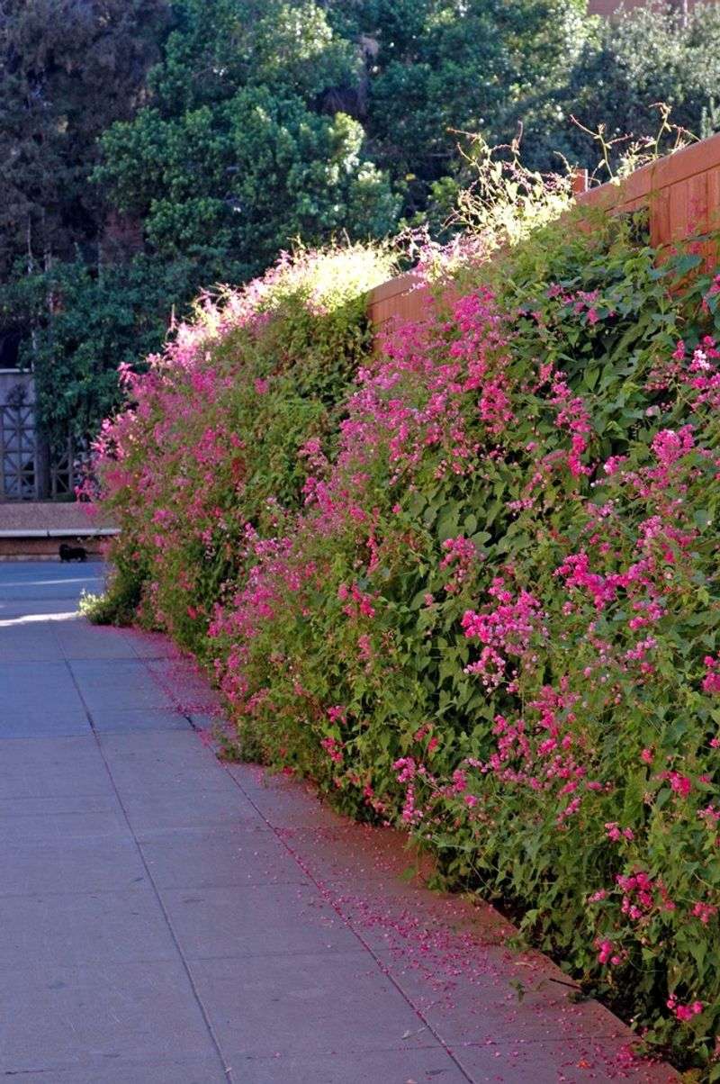 Give this vigorous vine room and sturdy support Give this vigorous vine room and sturdy support