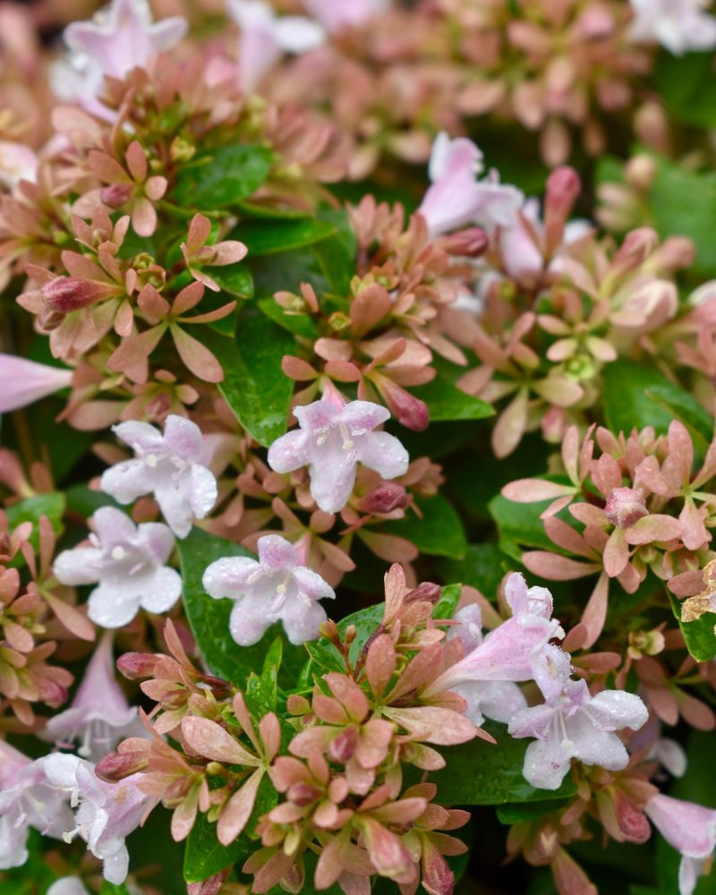 Given Good Drainage And Light Shade, Winter Daphne Offers Rich Fragrance Given Good Drainage And Light Shade, Winter Daphne Offers Rich Fragrance