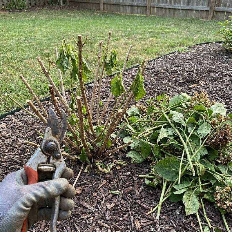 Giving Your Shrub An Unnecessary Haircut Giving Your Shrub An Unnecessary Haircut