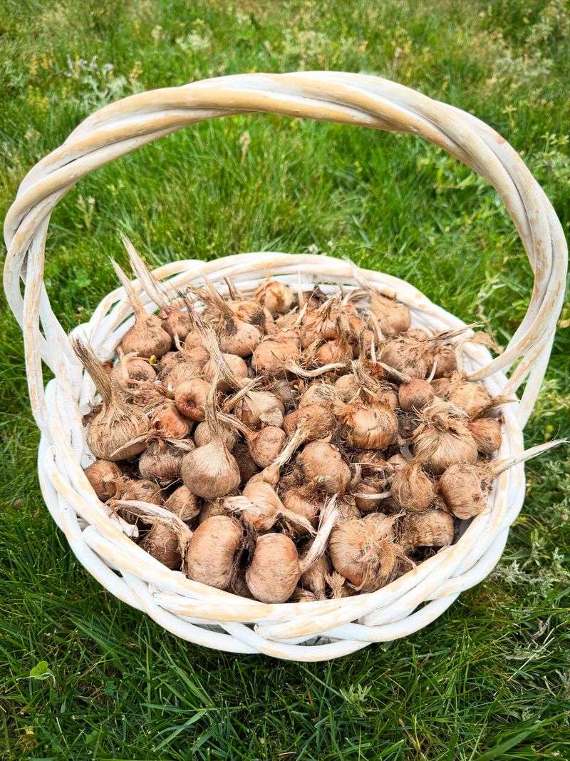 Gladiolus Corms Multiply Best When You Lift Them
