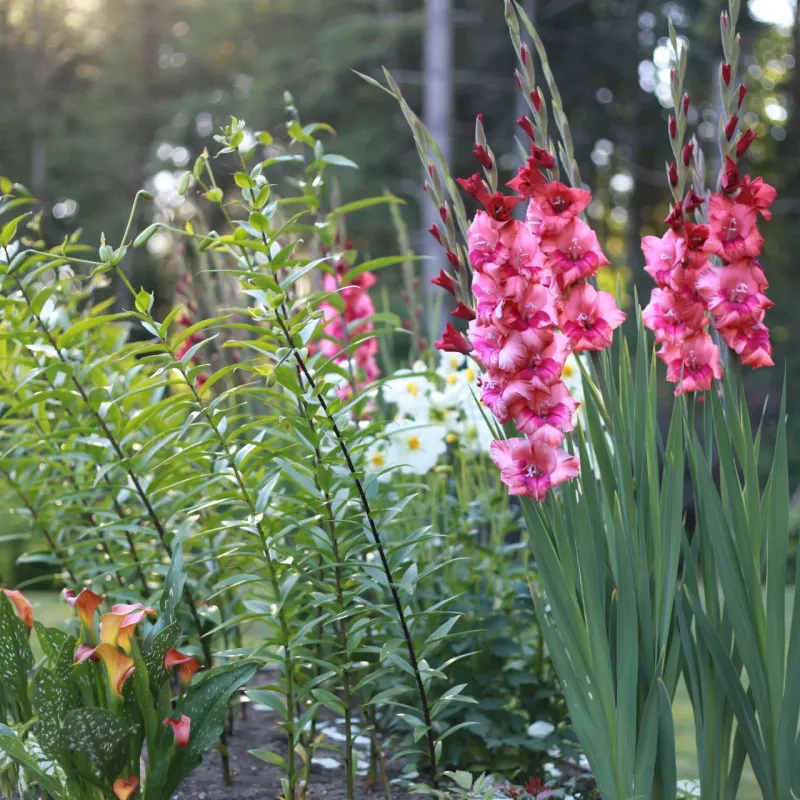 Gladiolus Gladiolus