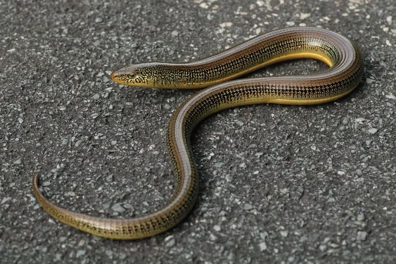 Glass Lizards Are Actually Lizards Without Legs Glass Lizards Are Actually Lizards Without Legs