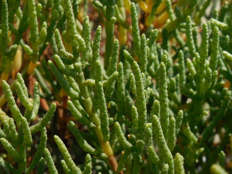 Glasswort Paints The Mudflats Crimson Glasswort Paints The Mudflats Crimson