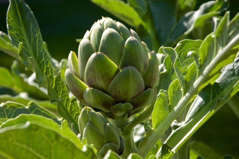 Globe Artichoke Globe Artichoke