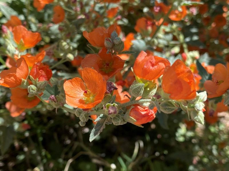 Globe Mallow