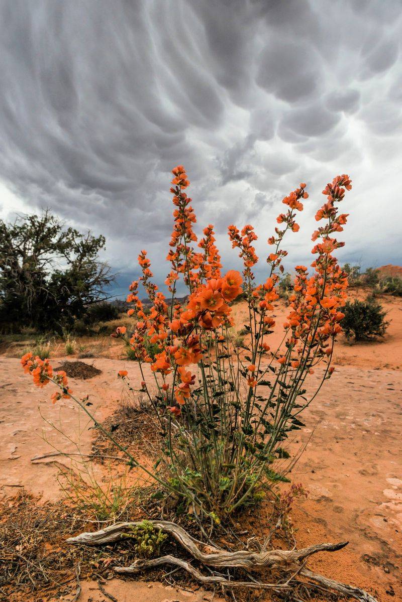 Globe Mallow