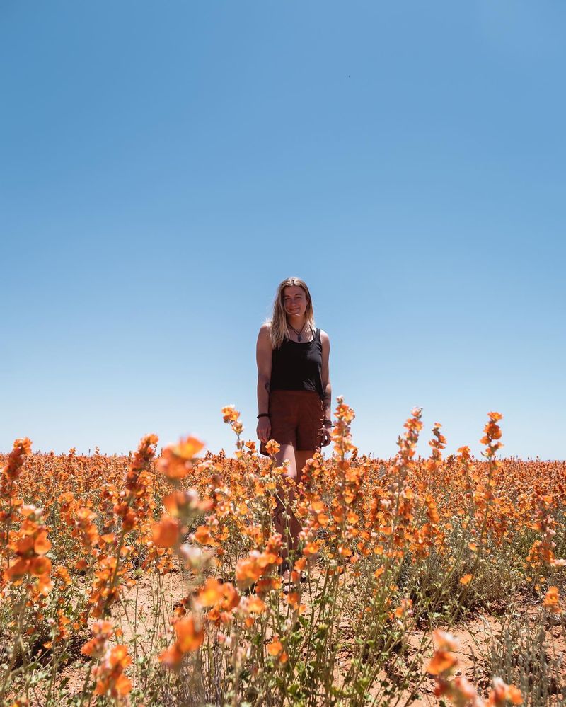 Globe Mallow Globe Mallow