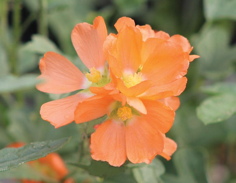 Globe Mallow (Sphaeralcea ambigua)