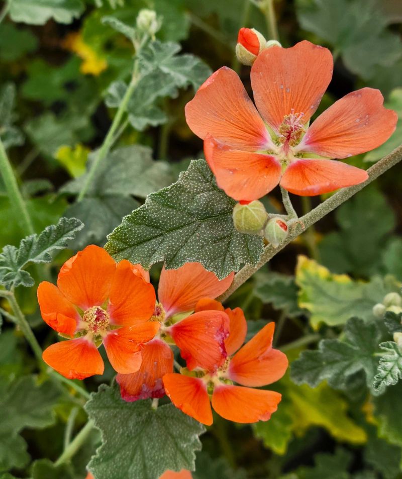 Globe Mallow