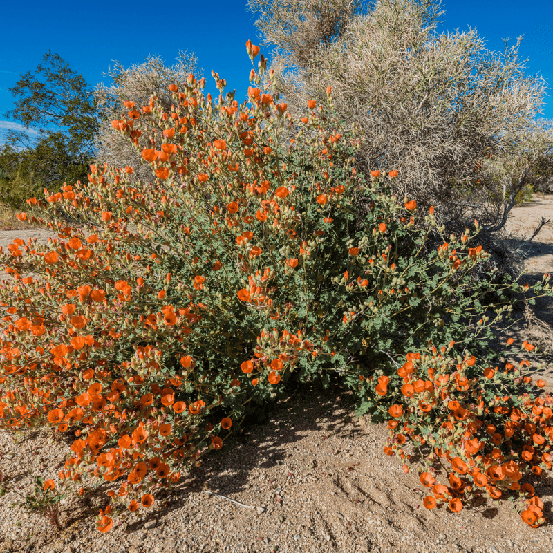 Globe Mallow