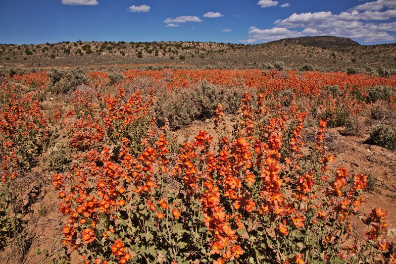 Globemallow (Sphaeralcea ambigua) Globemallow (Sphaeralcea ambigua)